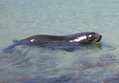 Male New Zealand fur seal (Arctocephalus forsteri)