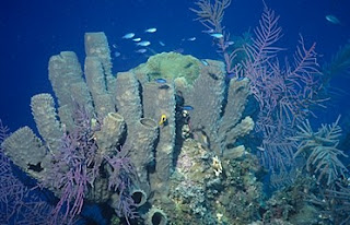 Caribbean sponges and sea plumes, Little Cayman