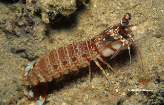 Mantis shrimp (Odontodactylus brevirostris)
