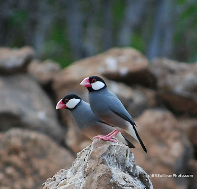 Padda - JungleKey.in Image