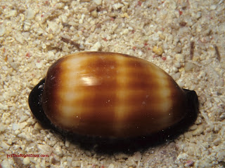Mole Cowrie (Cypraea talpa)