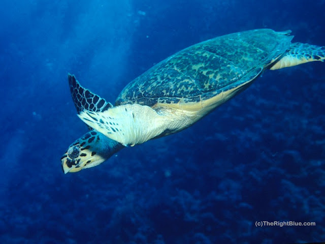 Hawksbille Sea Turtle (Eretmochelys imbricata)