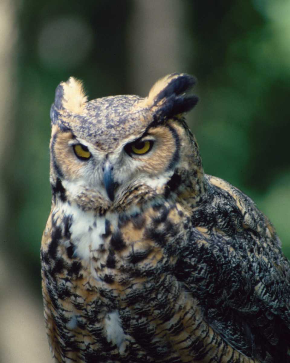 Free Wallpapers: Birds Wallpapers and Backgrounds - Desktop Nexus Animals