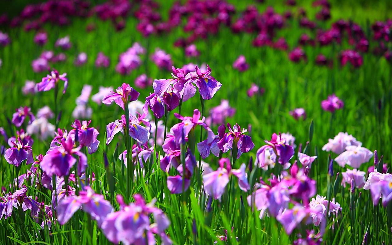 Free Wallpapers: Iris Flower Wallpapers