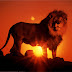 ΛΙΟΝΤΑΡΙΑ: Η εξέλιξη των λιονταριών
