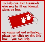 Help Kitties!!!