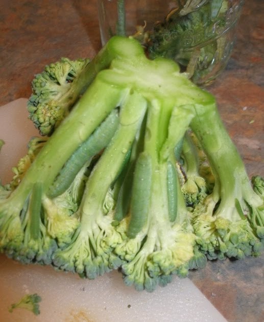 Thy Hand Hath Provided: A Knack for Worms & Freezing Broccoli