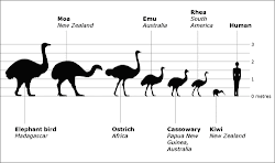 birds ratite ostrich bird elephant moa extinct kiwi flightless madagascar largest ratites dinosaur shows safari dinosaurs ostriches zealand relative diagram