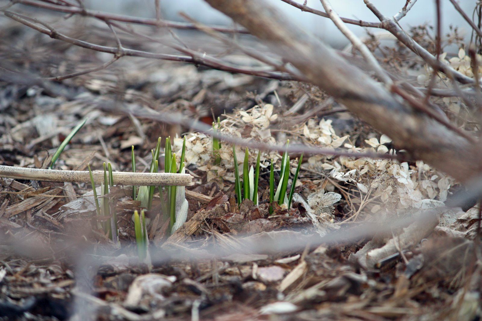 [crocus'.jpg]