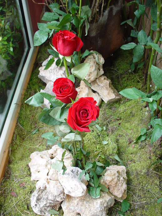 Rosas 2008