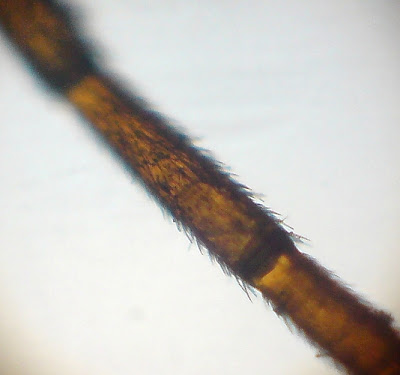 Ant's Antenna