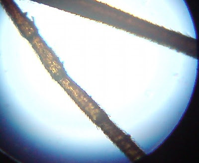 Ant's Antenna