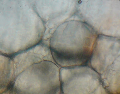 Fish Cells- Animal Cells