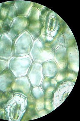 Leaf surface. Stomata. Magnification - 450 Times. Leaf cells - Stomata