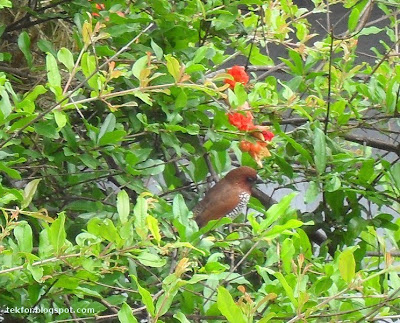 Spotted Munia