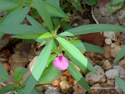 Violet color flower.