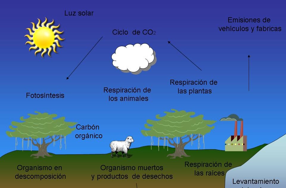 Enem 2009 O Ciclo Biogeoquímico Do Carbono Compreende Diversos