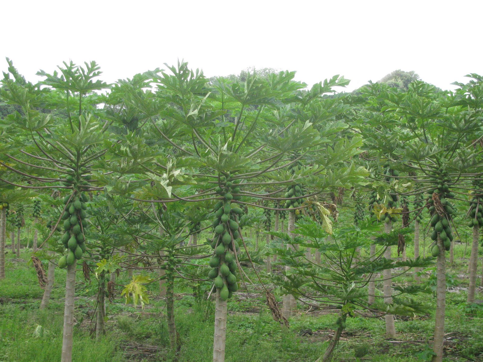 Hawaii for our 40th: Volcano and Kalapana