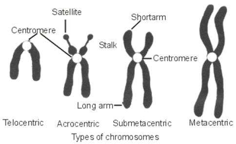 Modern Genetics: TOPIC 1
