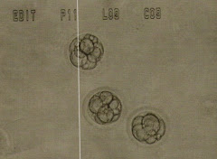 3 Good Embryos
