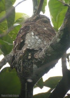 Sri Lanka Frogmouth in a nest - 7 Jan, 2008