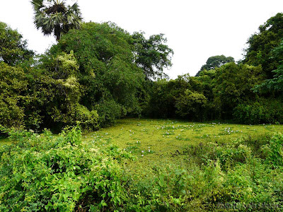 The Annaiwilundawa RAMSAR Wetland