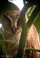 Bay Owl, 19 Jan, 2007