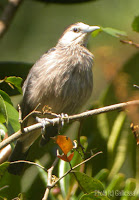 White-faced Starling