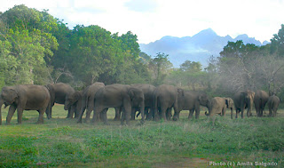 Elephants seen from the Tree hut