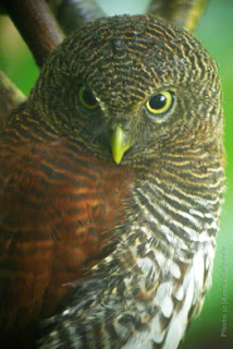 Chestnut-backed Owlet in Kithulgala