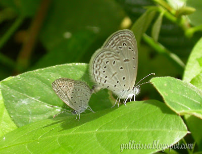 Tiny Grass Blue - mating at my home garden