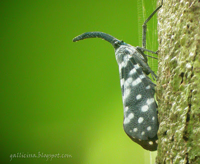 False Lanternfly at Sinharaja 'World Heritage' Rain forest