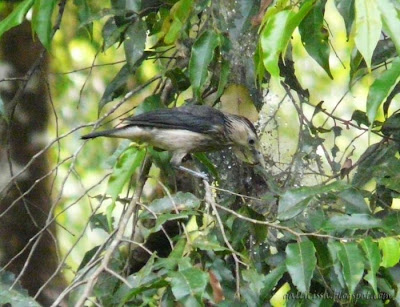 A White-faced Starling probing into some cobwebs in Sinharaja 'World Heritage' Rain forest in Dec, 2007