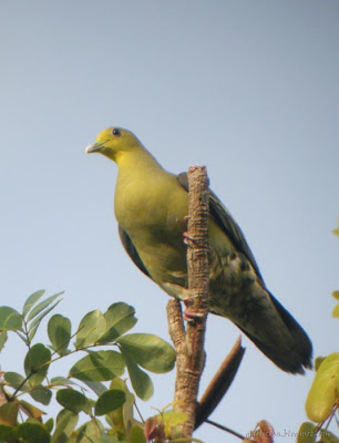 Sri Lanka Green Pigeon at teh Peak Wilderness Sanctuary