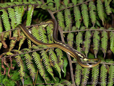 Common Bronzeback Tree Snake