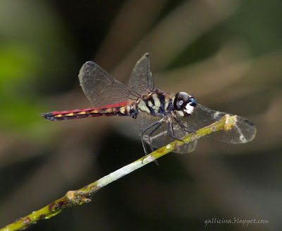 The male of the new Lyriothemis from Sinhraja 'World Heritage' rain forest