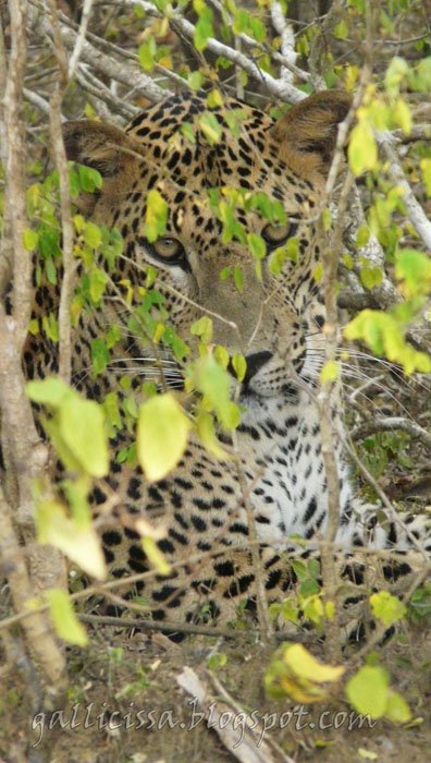 Leopard at point blank range, Yala National Park
