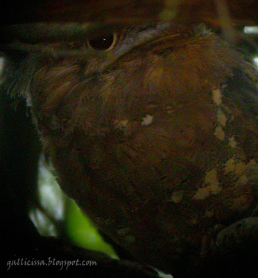 Sri Lanka Frogmouth - digiscoped in available daylight