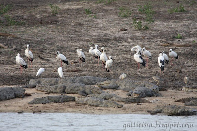 A crowded scene with Asian Openbill, Mugger Crocodiles, Black-crowned Night Herons and Little Egrets