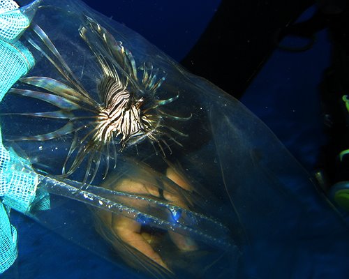 [Lionfish+in+net.jpg]