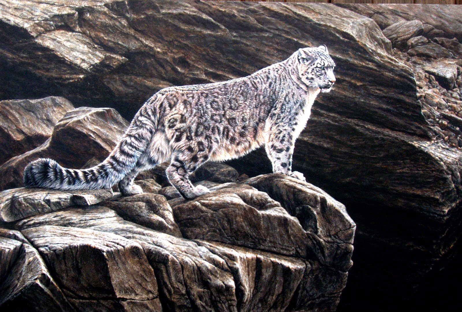 снежный барс и леопард. ирбис охота. ирбис охота. ирбис снежный барс охота. ирбис в непале.