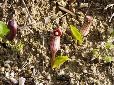 [passeioanonovo.jpg]