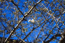 Texas Spring