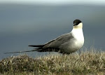 Long-tailed Skua Photos (click photo)