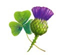 SHAMROCK AND THISTLE