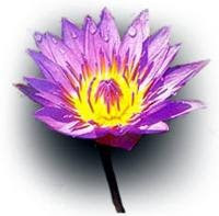 NATIONAL FLOWER OF SRI LANKA