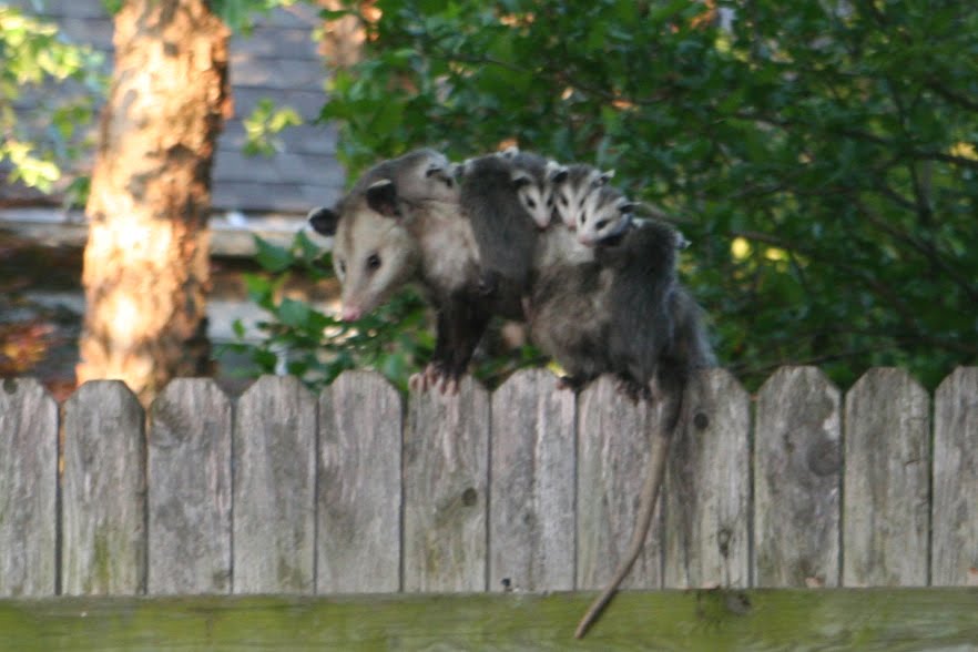 Having a Ball: Something Gross but Amazing in My Backyard