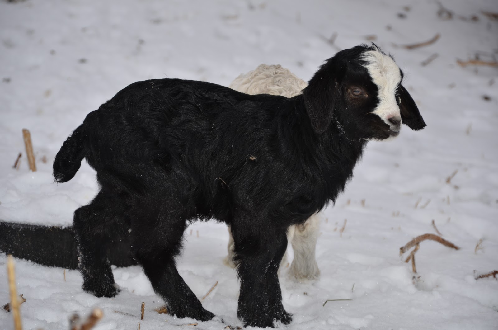 HORSESHOE CANYON RANCH MEAT GOATS 2011 Winter Weather at Horseshoe
