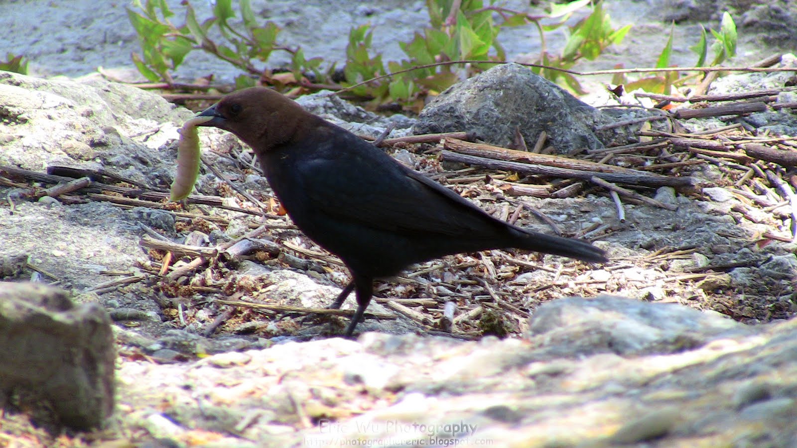 Naturetastic Blog Bird Eating Caterpillar