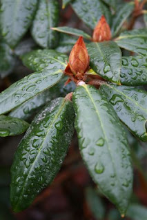 Rhododendron buds in winter